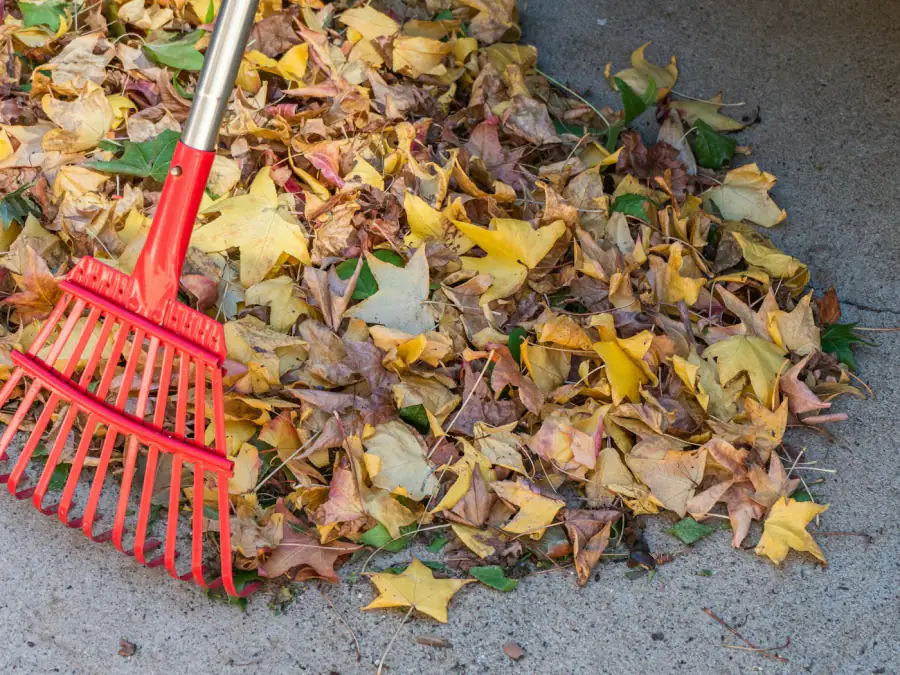 Before: Leaves and debris everywhere